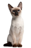 cat_siamese_sitting