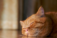 cat_sleeping