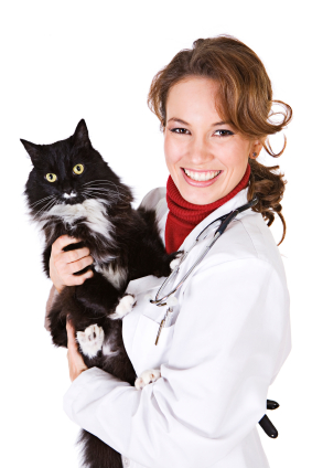 Common Cat Medications cat_vet