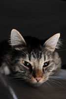 Cat Night Vision cat_vision