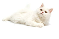 cat_white_laying