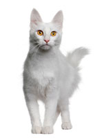 cat_white_standing