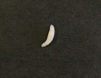 Cuterebra Larva cuterebralarva