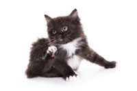 Kitten Fleas kitten_scratch