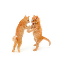 kittens_playing