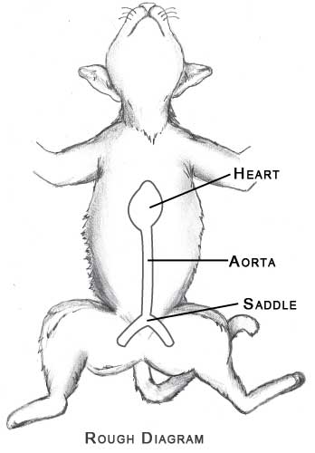 saddlethrombus_atediagram2a