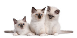 three_kittens