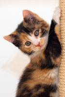 Why Cats Scratch cat_scratching