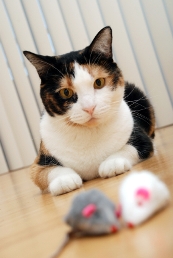 cat_toy_mice