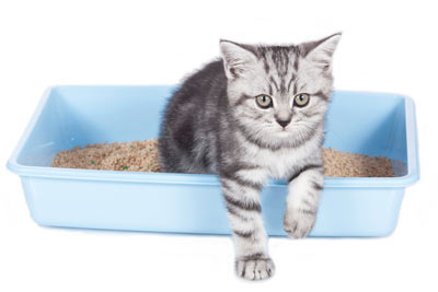 Deciphering strange litter box behaviors can be tricky.