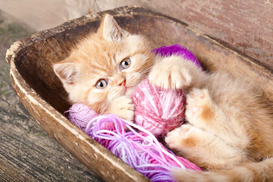 The Dangers of Strings, Ribbons, and Yarn for Cats