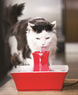 Should your cat get tap or filtered water?