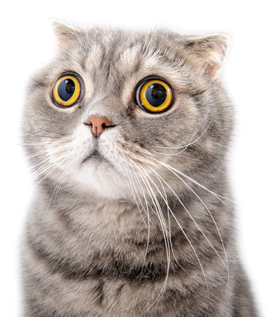 Treating fleas in the home can help prevent tapeworms in cats. Tapeworms in cats are from fleas or rodents.