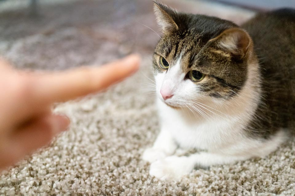 Cats can be trained to follow commands.
