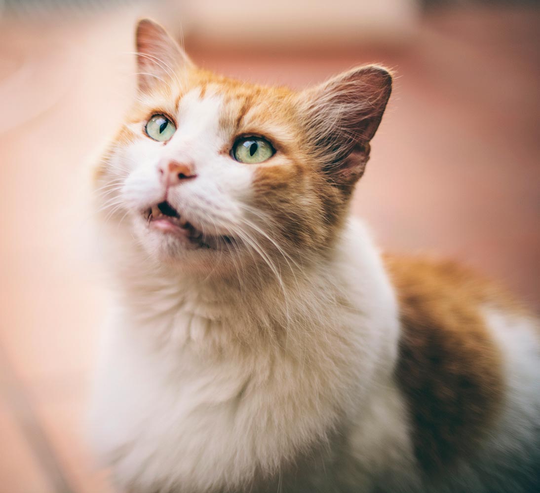 Why Is My Cat Meowing A Lot After Moving Travel With Your Cat