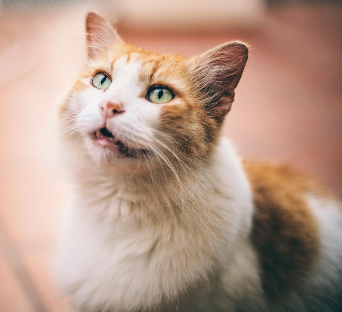 U kunt uw kat leren niet te miauwen om naar buiten te gaan.