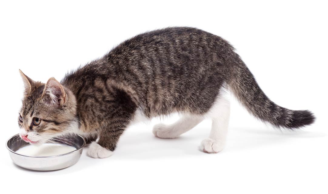 Learn how to keep your cat healthy despite natural low thirst drive. Low thirst drive is normal in cats and must be combatted with management.