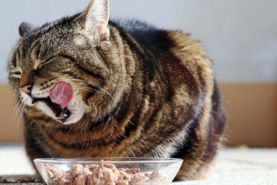 Don’t change a cat’s food fast.