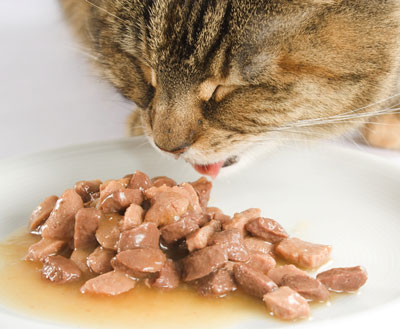 Learn ways to get your cat to eat more canned food.