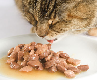 Helpful Tips for Getting Your Cat to Eat More Canned Food