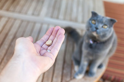 Learn how to give a cat pills.