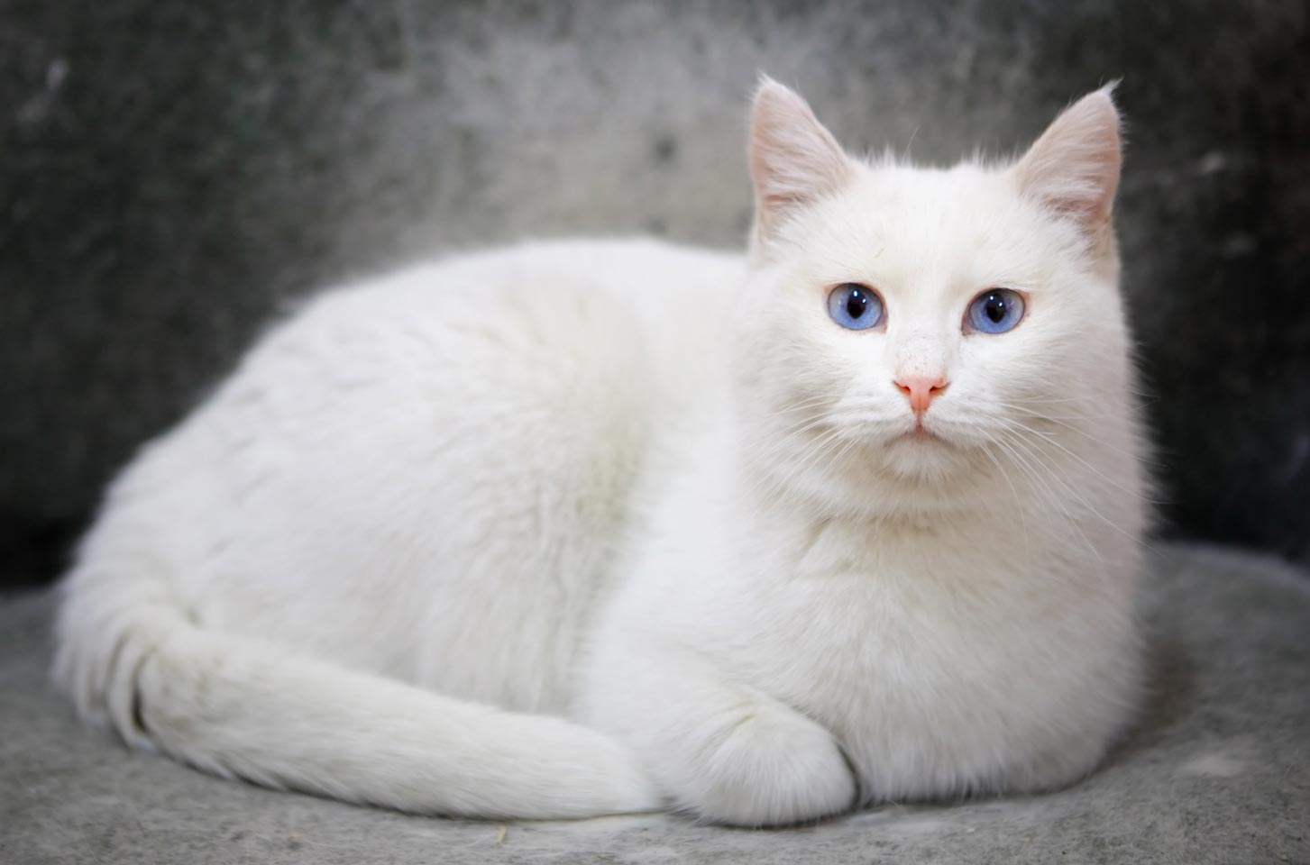 You can learn some techniques for helping your deaf cat. Learn how to help a deaf cat in your home.