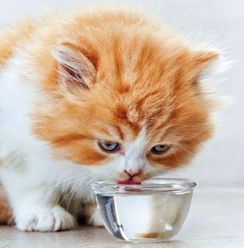 Learn some ways to increase your cat’s water consumption.