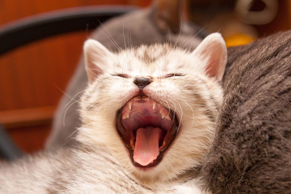 Learn the cause and treatment of tooth root abscesses in cats.