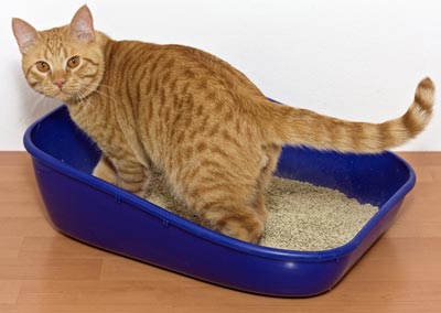 Toxoplasmosis can be spread to humans through exposure to cat feces. Toxoplasmosis in cats is spread through fecal-oral transmission.