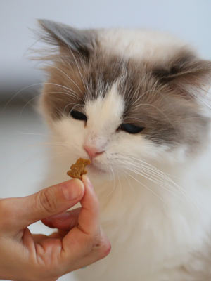 Treats can be used to train a cat to come.