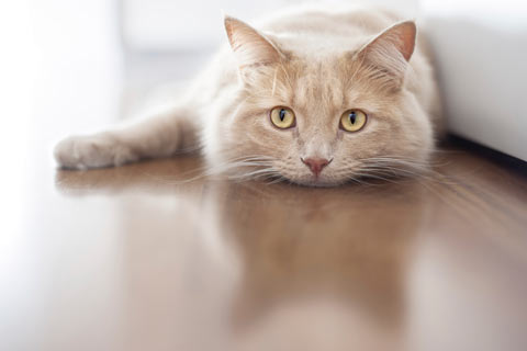 You can train a cat or kitten to use a scratching post.