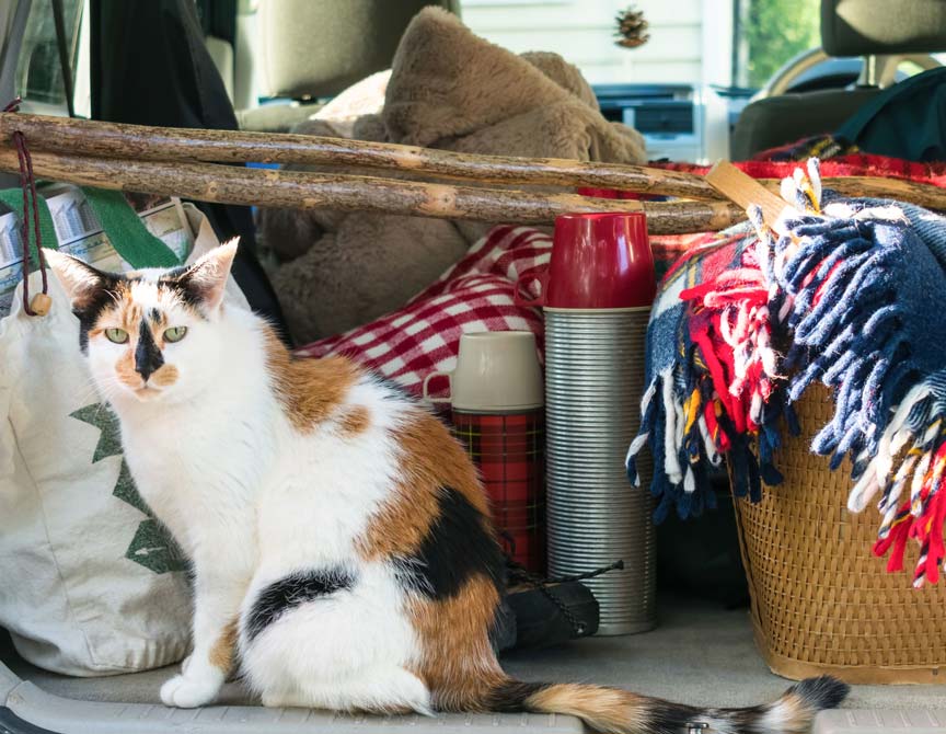 Learn about traveling in an RV with your cat.