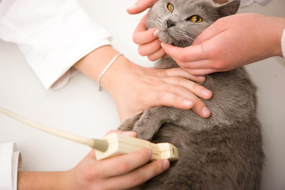 Learn about ultrasound in cats.