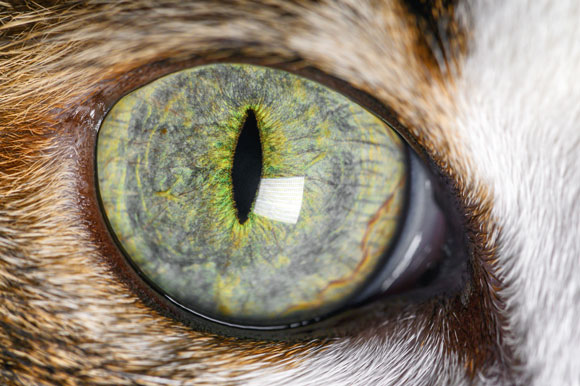 Learn what uveitis in cats is.