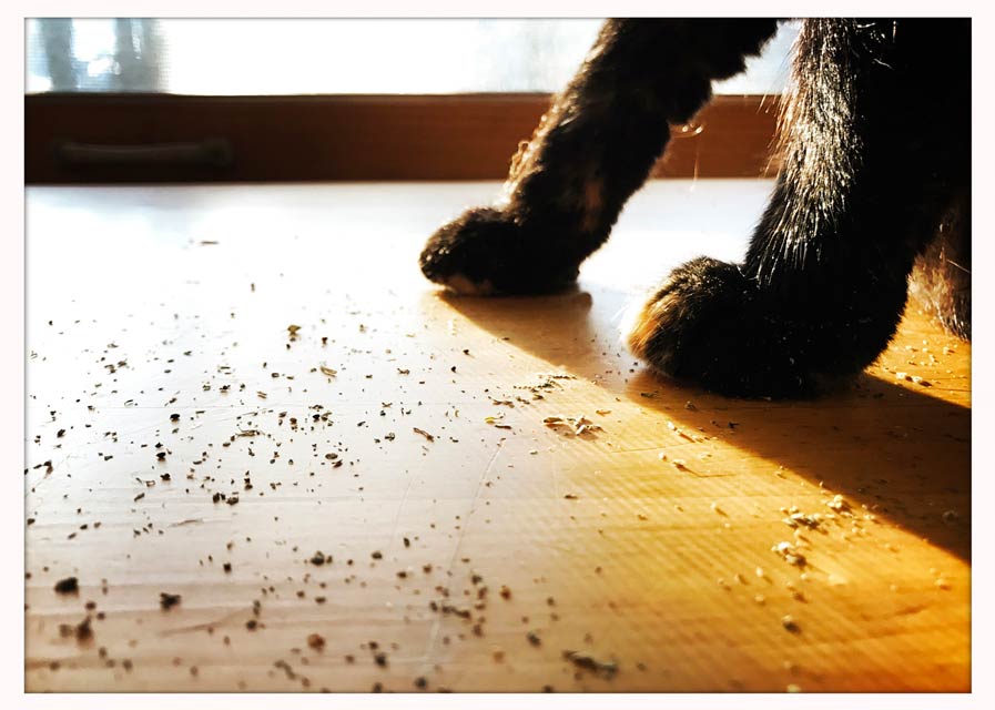 Valerian cat sales