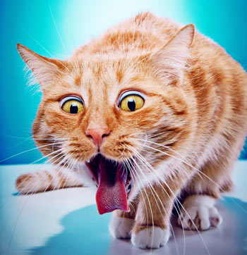 Causes of vomiting in cats are varied and range from mild to severe. Vomiting in cats can have many causes.