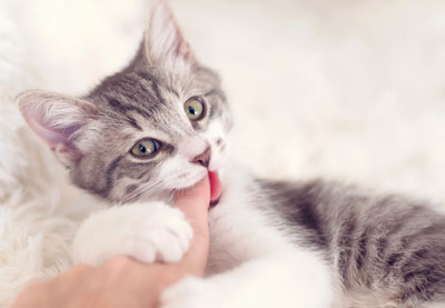 Learn why cats bite and what to do. Cats bite for many reasons.