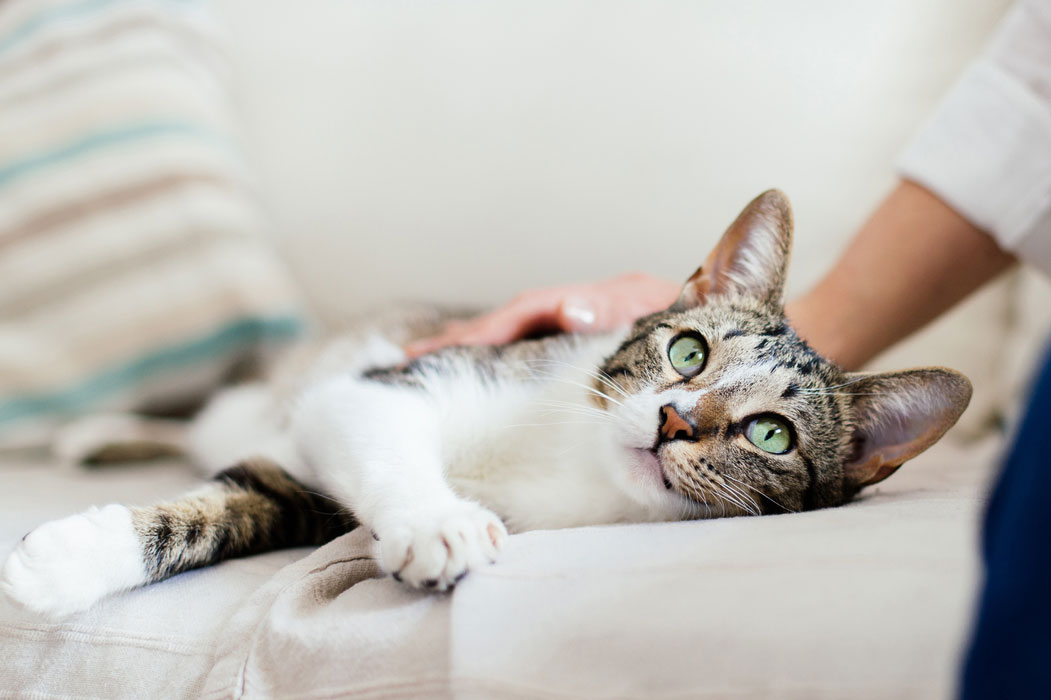 Learn what to do if your cat is limping.