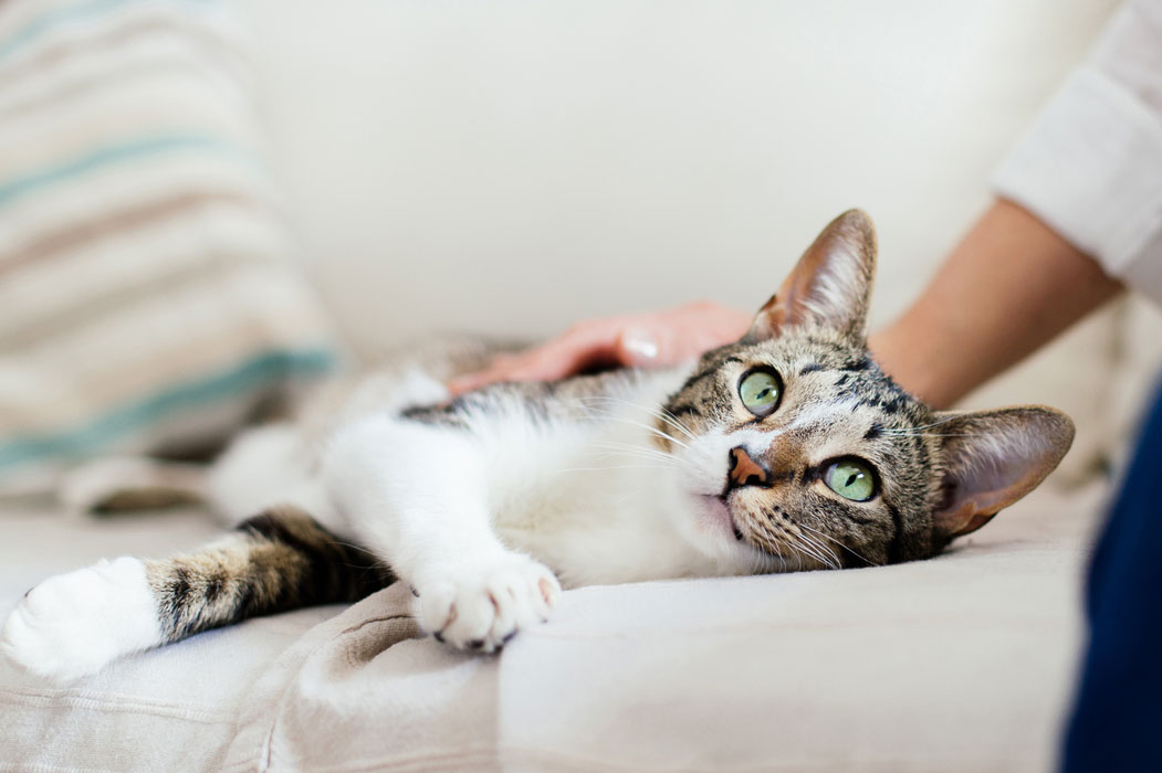 Is your cat limping? Learn what to do if your cat is limping.