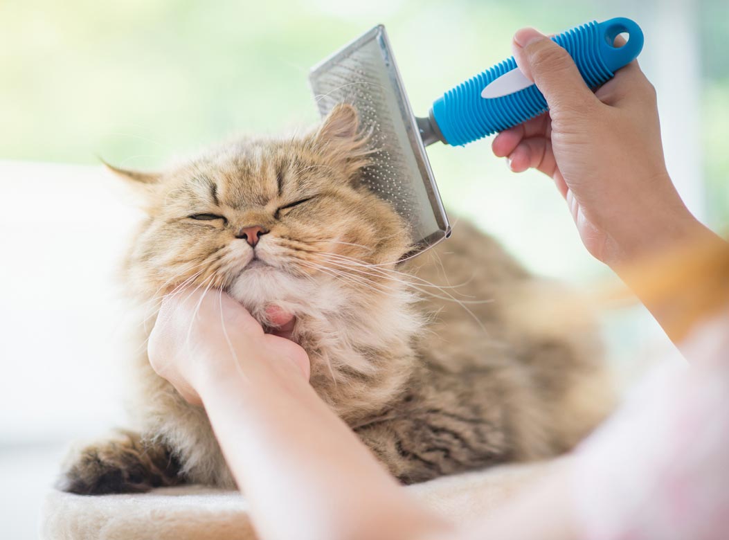 Learn the signs that your cat needs to go to a groomer.