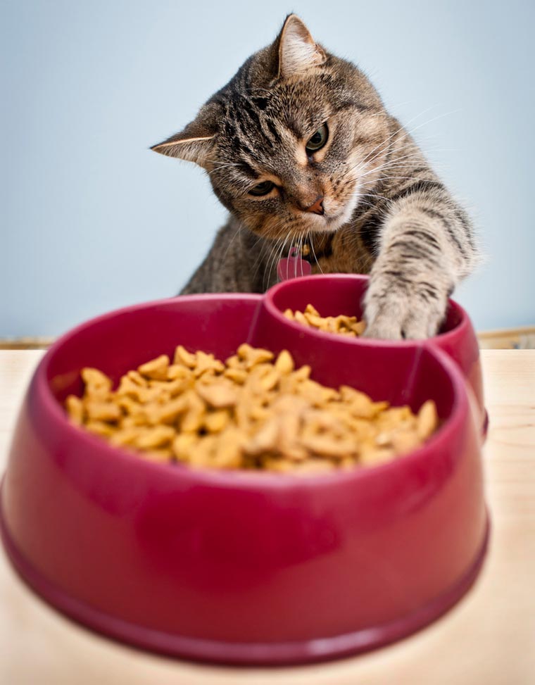 cat pawing at food bowl