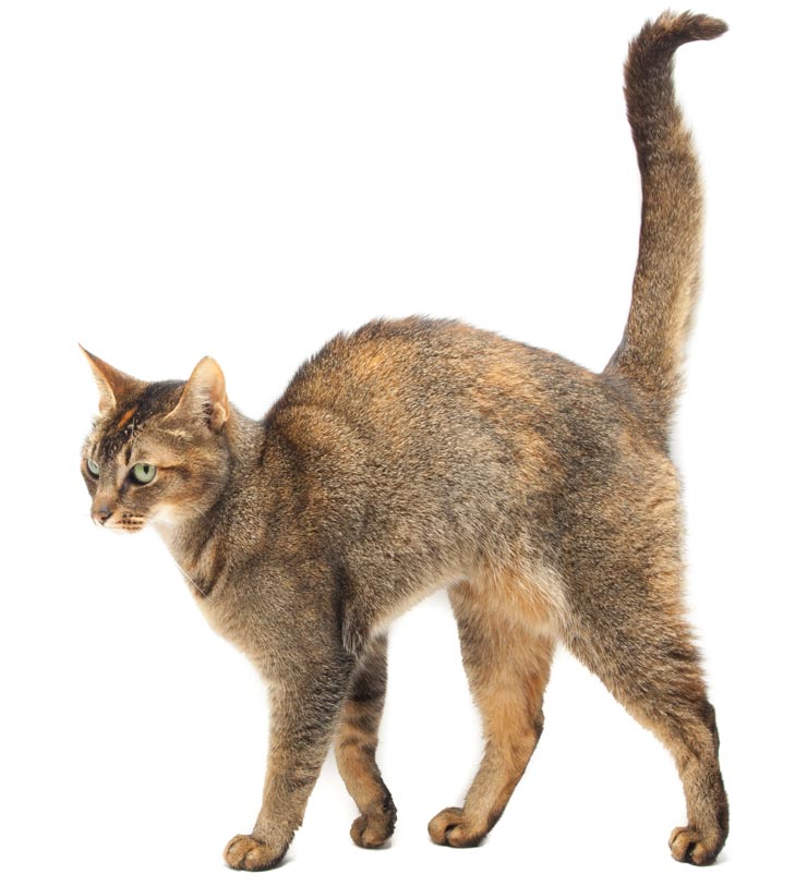 Why Do Cats Arch Their Back?  