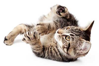 Your cat might be playing or fighting when she bunny-kicks. Cats bunny-kick for fun and to fight.