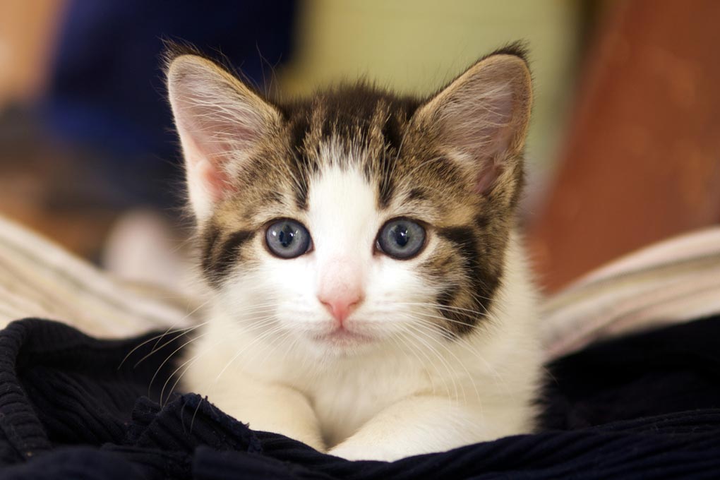 Kittens might chew cords from curiosity. Cats might chew cords from boredom.