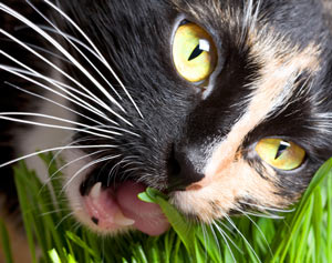 Why do cats eat grass?