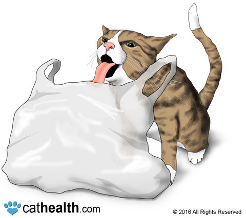 Is it normal for cats to chew on plastic?