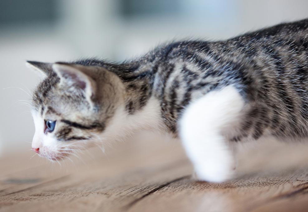 Learn why cats suddenly zoom around like crazy.