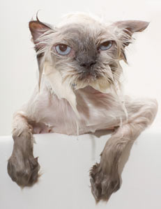 Cats generally don't like anything that isn't their idea. Most cats dislike being submersed in water.