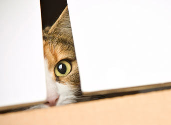 Cats in boxes are cute and happy. Cats in boxes; a cliché with scientific explanations.