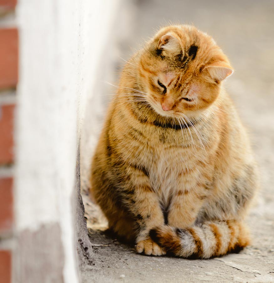 Learn why some cats like to rub on dead, crushed ants.